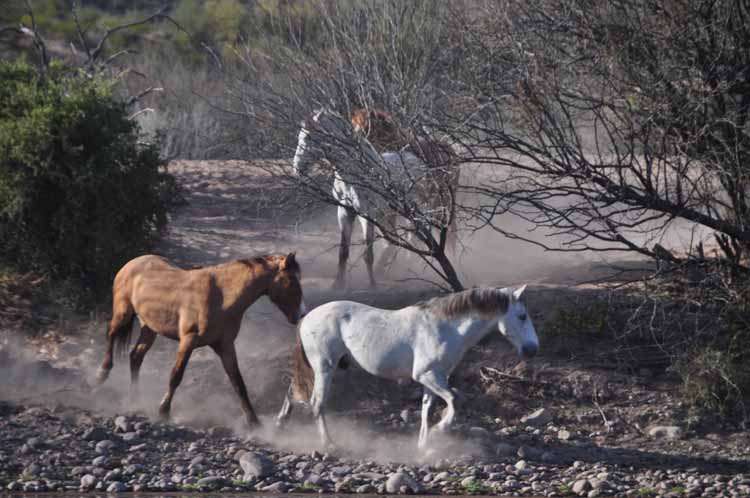 mustangs